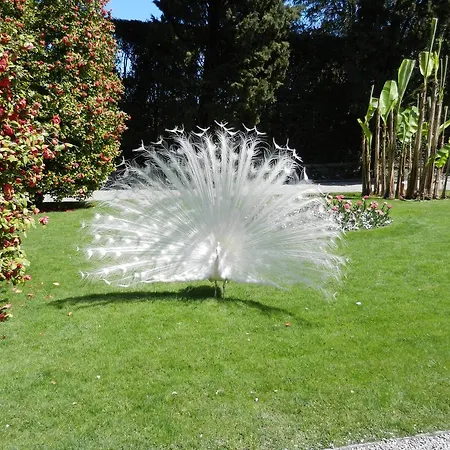 Alojamento de Acomodação e Pequeno-almoço Il Picchio Mergozzo