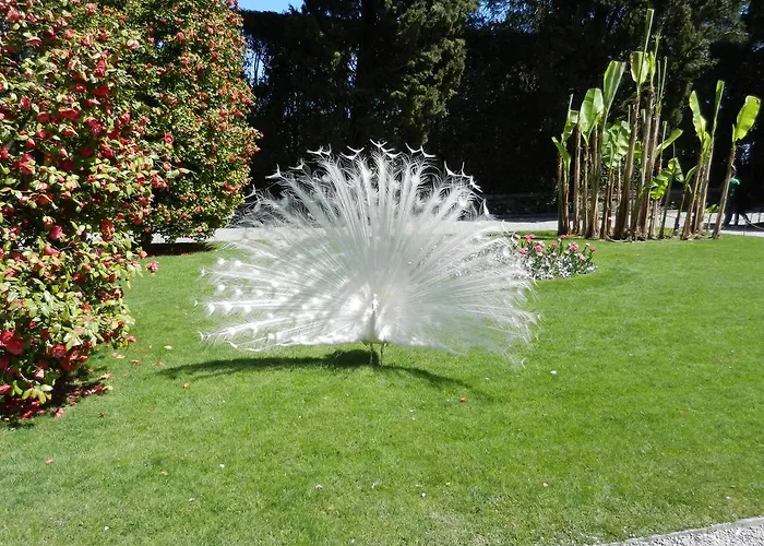 Bed & Breakfast Il Picchio Mergozzo